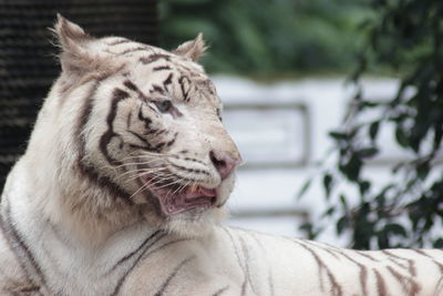 Close-up of a white tiger