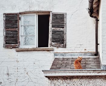 Cat on window of house