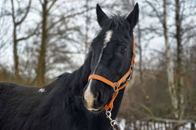 Horse in a field