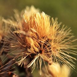 Close-up of dandelion