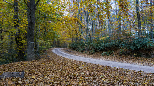 Road amidst trees in forest during autumn