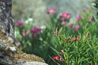 Close-up of plant