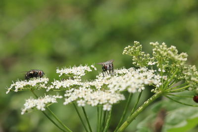 Close-up of bee on flower