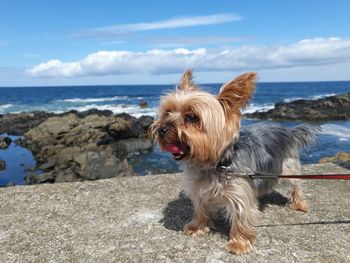 Dog looking at sea shore