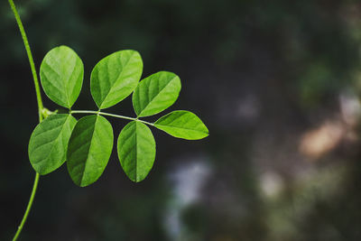 Close-up of green leaves