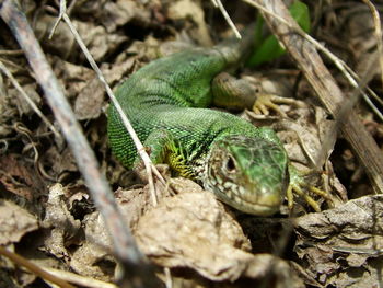 High angle view of lizard