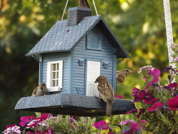 Sparrows by birdhouse over plants