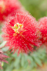 Macro shot of red flower