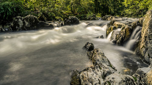 Scenic view of waterfall in forest