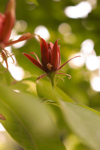 Close-up of red flowering plant