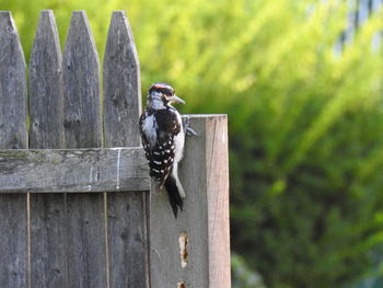 Close-up of woodpecker bird perching on wood