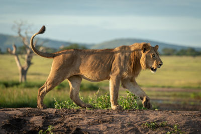 Side view of horse on field