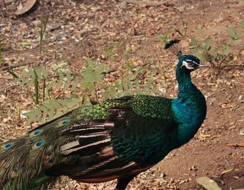 Close-up of peacock at nehru zoological park