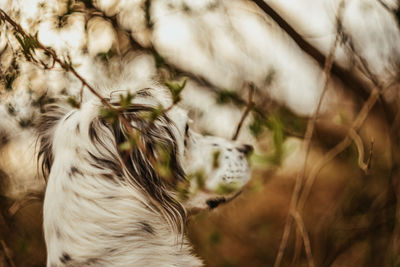 Close-up of a dog 