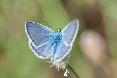 Close-up of butterfly