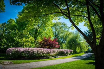 View of flowering plants in park