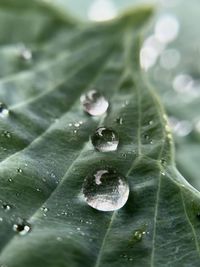 Close-up of raindrops on leaves