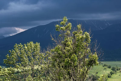 Plants growing on mountain against sky