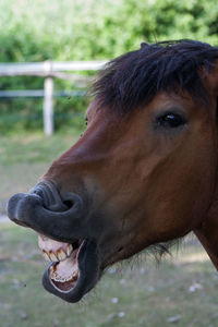 Close-up of brown horse neighing in pen