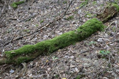 High angle view of moss growing on field