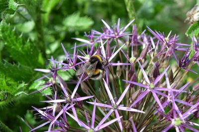 Close-up of bee on purple flower