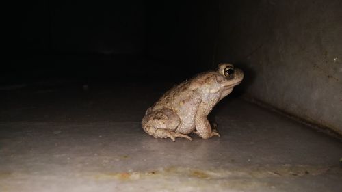 Close-up of frog on floor