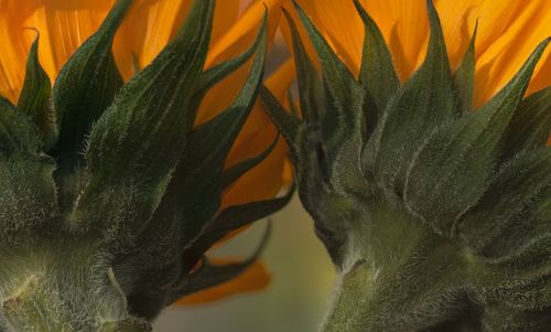 Close-up of sunflower