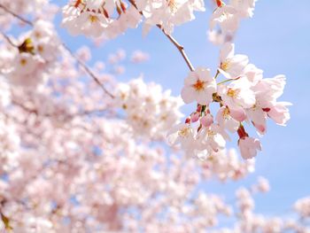 Low angle view of cherry blossoms