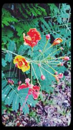 Close-up of red flowers