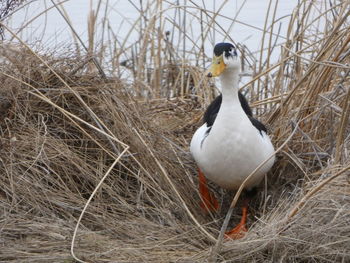 Close-up of bird perching on nest