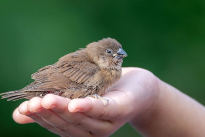 Close-up of hand holding bird