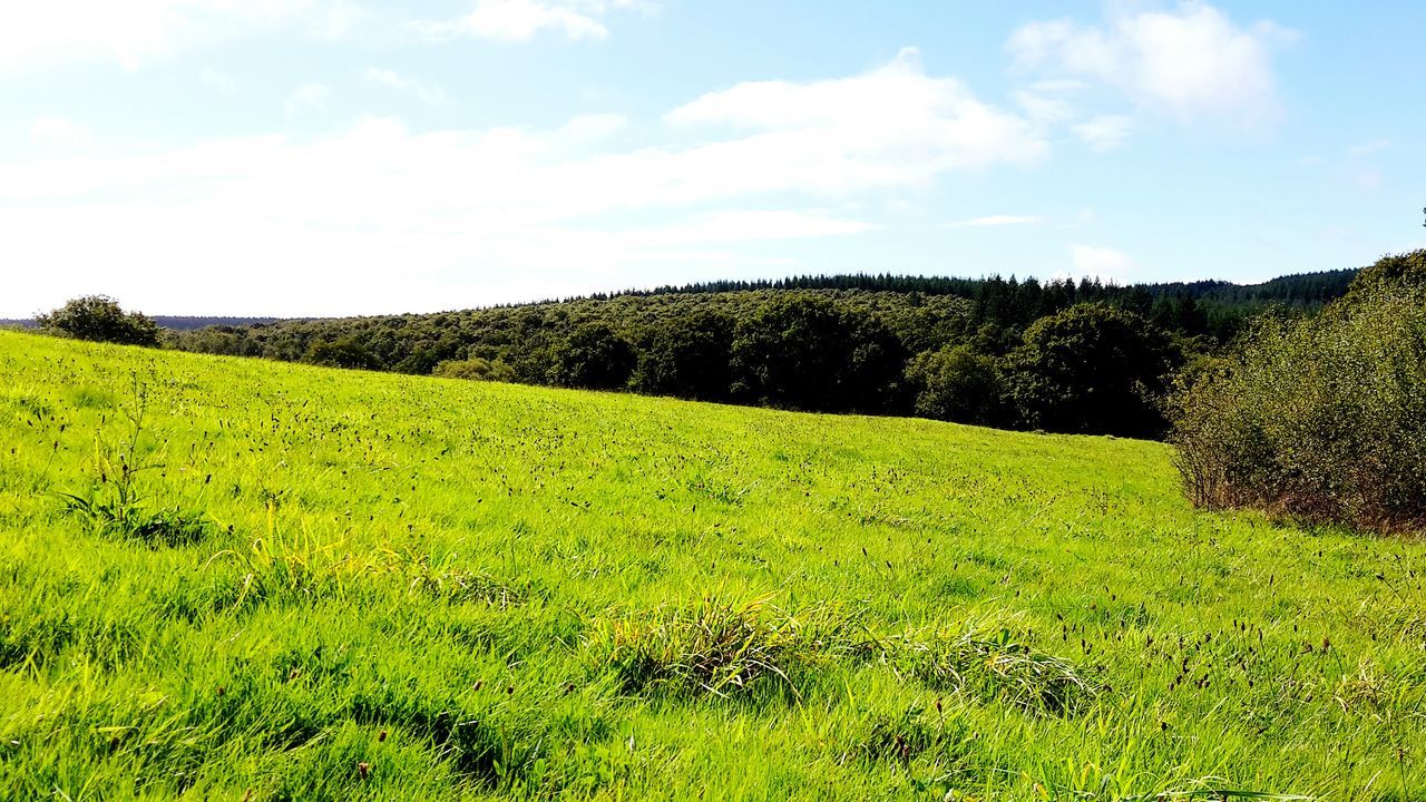 grass, green color, landscape, tranquil scene, field, tranquility, sky, tree, growth, beauty in nature, scenics, nature, grassy, green, lush foliage, rural scene, hill, idyllic, plant, meadow