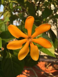 Close-up of yellow flower