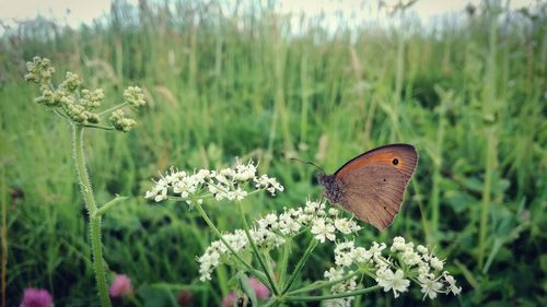 Close-up of butterfly pollinating on flower
