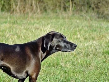 Close-up of dog on field