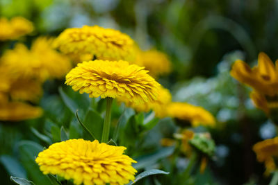 Close-up of yellow flowering plant