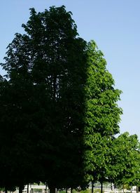 Low angle view of trees against sky