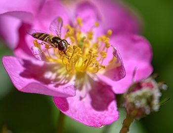 Close-up of bee on purple flower