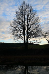 Tree on field against sky
