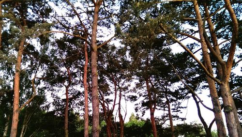 Low angle view of trees in forest