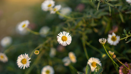 Close-up of white flowering plants