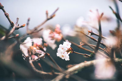 Close-up of cherry blossoms in spring