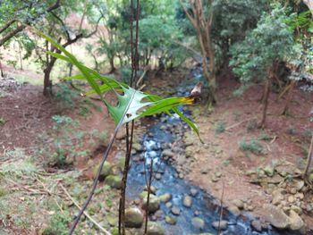 High angle view of plant growing on field