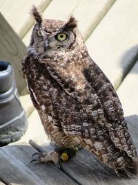 Close-up of owl