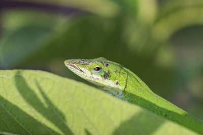 Close-up of lizard on leaf