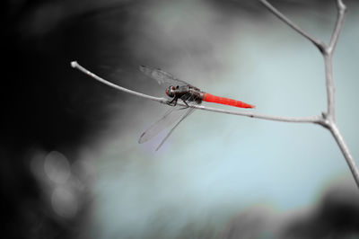 Close-up of dragonfly