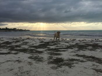 Dog on beach against sky during sunset