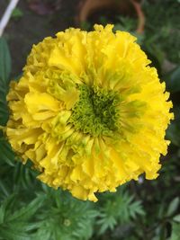 Close-up of yellow marigold blooming outdoors