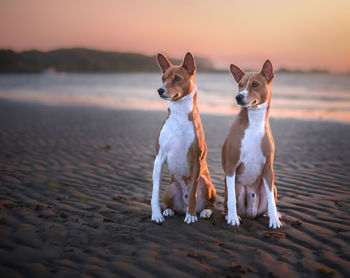 Dogs on beach during sunset