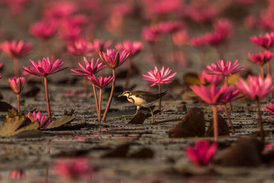 Close-up of bird perching on leaf in pond